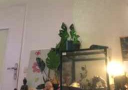 elleblue_sexy Webcam Rips 25-05-2023