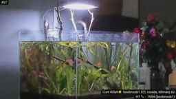 alexis Webcam Rips 13-07-2023