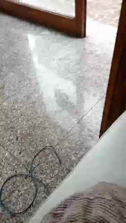 melantha Webcam Rips 03-07-2023