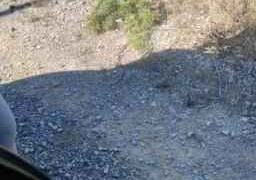 badgirl106 Webcam Rips 12-09-2023