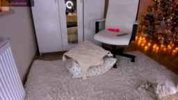 Roxana_Dream Webcam Rips 16-12-2023