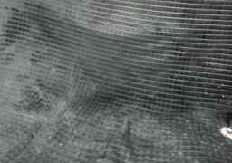 BABYam Webcam Rips 08-09-2024